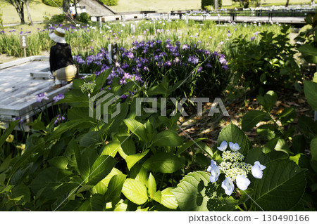 A woman relaxing in an iris garden and hydrangea flowers A woman relaxing in an iris garden and hydrangea flowers 130490166