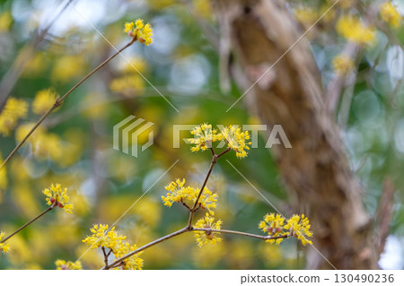 Yellow flowers of the Cornus cherry blossoms blooming in the trees 130490236