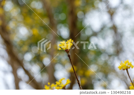 Small flowers of the Cornus japonica blooming at the end of a branch Small flowers of the Cornus japonica blooming at the end of a branch 130490238