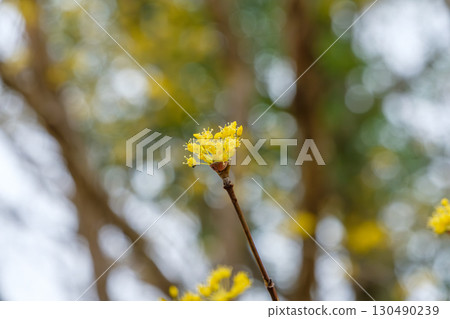 Small flowers of the Cornus japonica blooming at the end of a branch 130490239