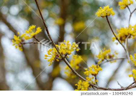 Cornus flowers shining in the spring sunshine 130490240