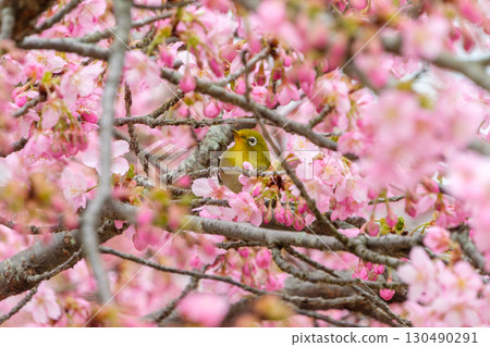 櫻花與繡眼鳥交相輝映的春天 130490291