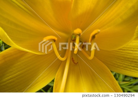 Yellow daylilies (hemerocallis) are in bloom. Yellow daylilies (hemerocallis) are in bloom. 130490294
