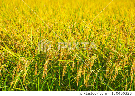 Pre-harvest rice, Matsumoto City Pre-harvest rice, Matsumoto City 130490326