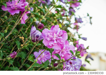 Rose of Sharon blooming in the garden 130490330