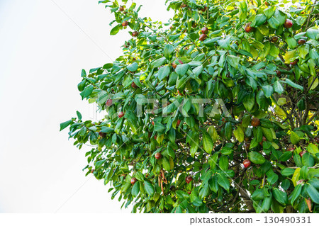 Fruited camellia tree Fruited camellia tree 130490331