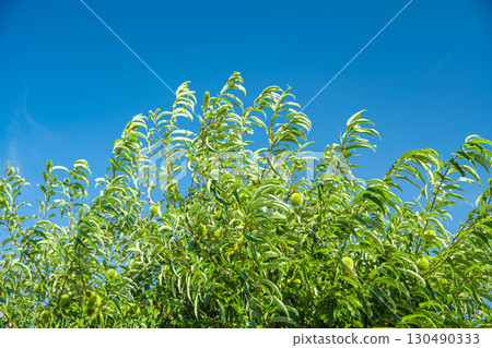 板栗樹在風中搖曳 130490333