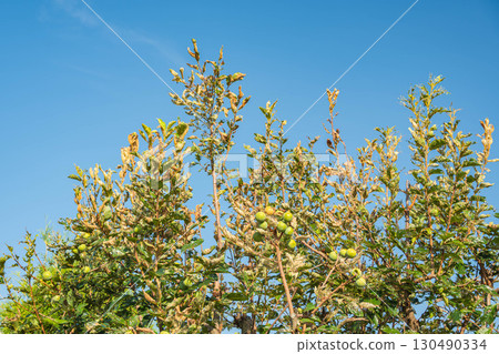 感染秋季網蟲的柿子樹 130490334