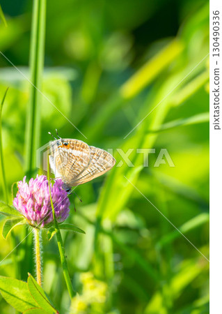 A reed-shaped butterfly resting on a Chinese milkweed 130490336