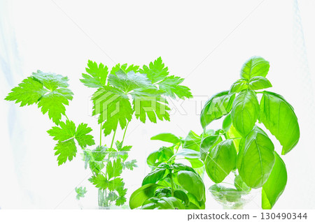 Basil and mitsuba grown in plastic bottles 130490344