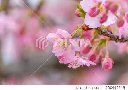 Pale pink cherry blossoms blooming in spring 130490349