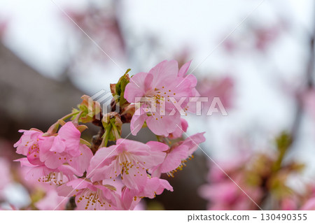 淡粉紅櫻花盛開的春天景象 130490355