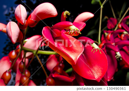 The American deigo tree is in bloom with red flowers. The scientific name is Erythrina crista-galli. The American deigo tree is in bloom with red flowers. The scientific name is Erythrina crista-galli. 130490361