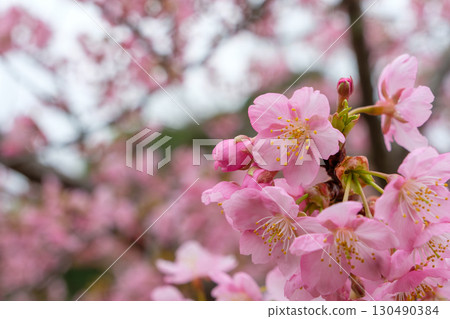 Cherry blossom petals and buds that add color to spring 130490384
