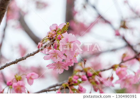 枝頭盛開著美麗的櫻花 130490391