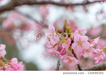 淡粉紅色的櫻花在春風中搖曳 淡粉紅色的櫻花在春風中搖曳 130490393