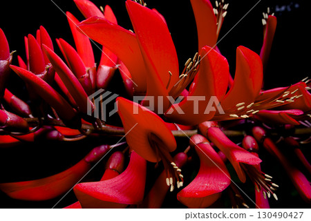 The red flowers of the Japanese laurel tree are in bloom. The red flowers of the Japanese laurel tree are in bloom. 130490427