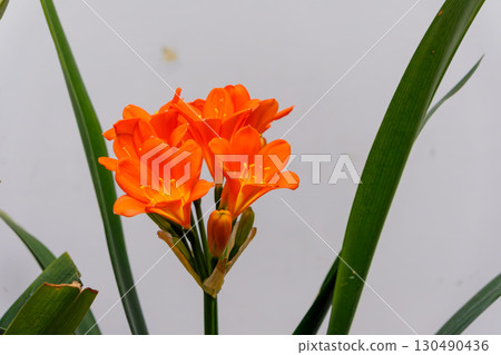 Vivid orange clivia blooms 130490436