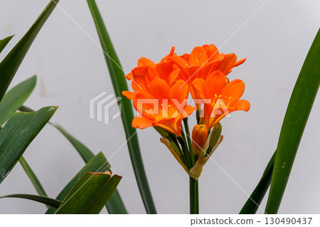 Vivid orange clivia blooms Vivid orange clivia blooms 130490437