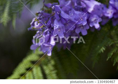 Jacaranda trees are blooming blue-purple flowers. The scientific name is Jacaranda. 130490467