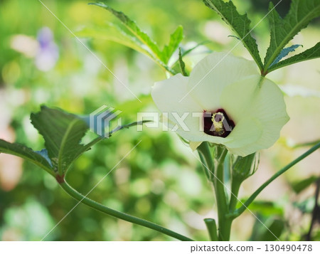 秋葵花在樹蔭下盛開 130490478