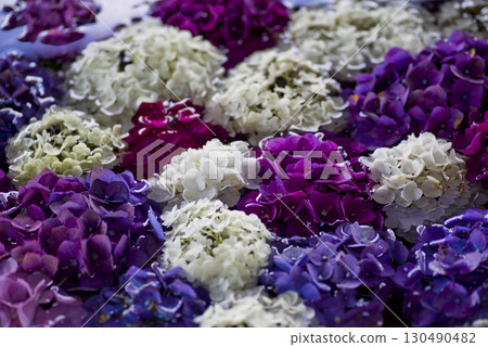 Hydrangea flowers are floating on the surface of the water. Hydrangea flowers are floating on the surface of the water. 130490482