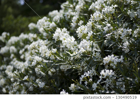 Kyochikuto(科學名稱:夾竹桃變種Indicum)的花朵盛開。 Kyochikuto(科學名稱:夾竹桃變種Indicum)的花朵盛開。 130490519
