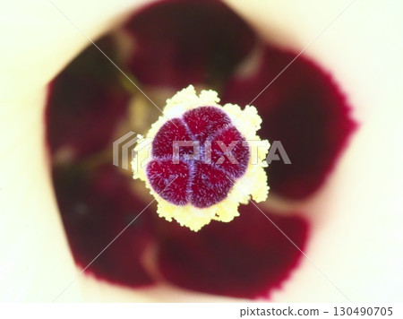 秋葵花雌蕊 秋葵花雌蕊 130490705