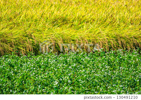Buckwheat flowers and ripe rice, Matsumoto City Buckwheat flowers and ripe rice, Matsumoto City 130491210