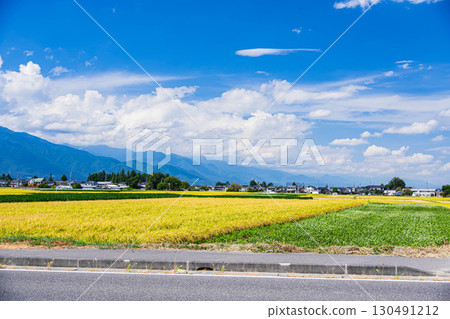 松本市的蕎麥田和稻米種植 松本市的蕎麥田和稻米種植 130491212