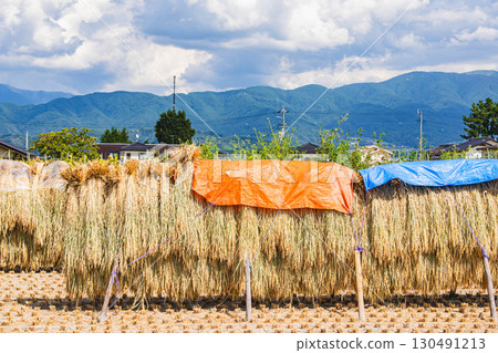 松本市水稻插秧架 130491213