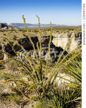Tuff Canyon, Big Bend National Park, Texas 130491564