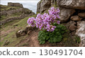 pink flower on stone wall 130491704