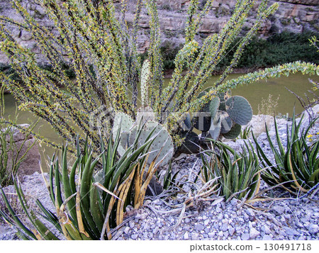 Santa Elena Canyon, Big Bend National Park, Texas 130491718