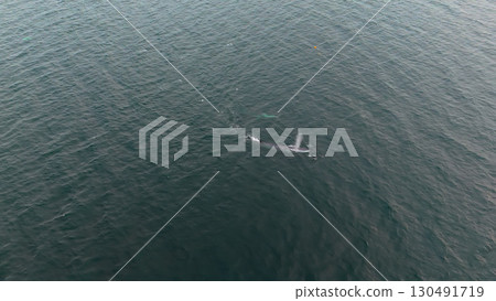 Aerial view of two fin whales, Balaenoptera physalus, hunting in Donegal Bay, Ireland 130491719