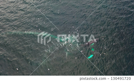 Two Humpback Whales, Megaptera novaeangliae, Bubble-Net feeding in Donegal Bay, Ireland 130491720