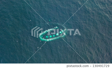 Humpback Whales, Megaptera novaeangliae, Bubble-Net feeding in Donegal Bay, Ireland Humpback Whales, Megaptera novaeangliae, Bubble-Net feeding in Donegal Bay, Ireland 130491729