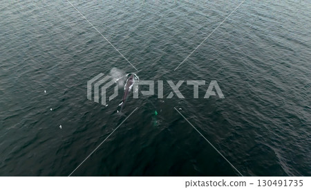 Aerial view of two fin whales, Balaenoptera physalus, hunting in Donegal Bay, Ireland 130491735