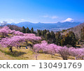 從河津櫻花盛開的大井夢之裡眺望富士山 130491769