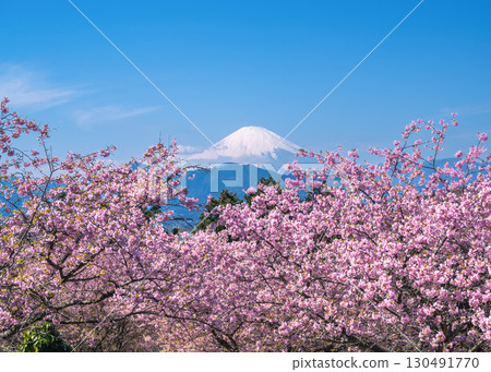 Mount Fuji can be seen through the cherry blossoms in full bloom at Oi Yumeno Sato 130491770