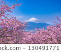 大井夢之裡景色，河津櫻花盛開，遠處可見富士山 130491771