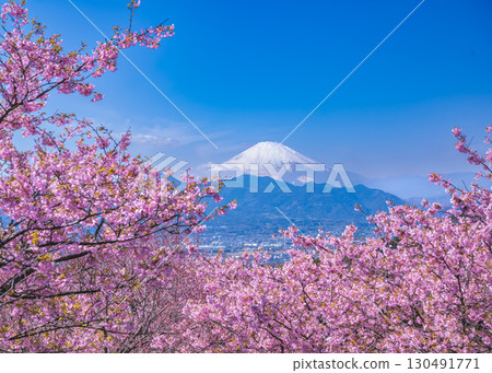 大井夢之裡景色，河津櫻花盛開，遠處可見富士山 130491771