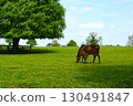 A mare with a foal in a farm meadow. 130491847