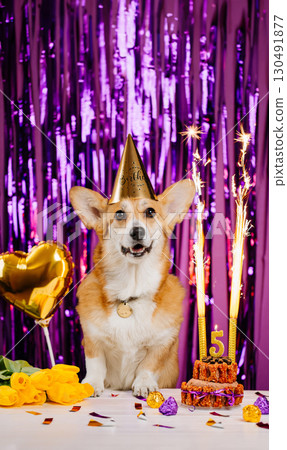 Corgi birthday party with hat, cake and sparklers on vibrant purple festive background Corgi birthday party with hat, cake and sparklers on vibrant purple festive background 130491877