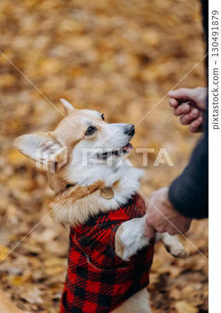 Happy corgi dog in red plaid coat holding hands in autumn park full of fallen leaves Happy corgi dog in red plaid coat holding hands in autumn park full of fallen leaves 130491879