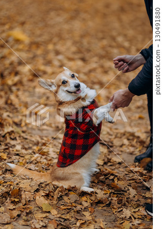 Happy corgi dog in red plaid coat holding hands in autumn park full of fallen leaves Happy corgi dog in red plaid coat holding hands in autumn park full of fallen leaves 130491880