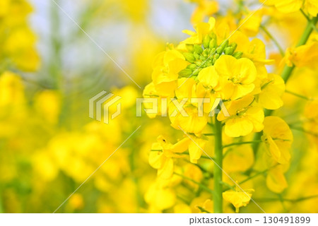 沐浴春日陽光的油菜花 130491899