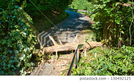 富山縣朝日町一棵倒下的大樹堵塞了山路 130492125