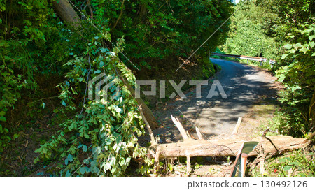 富山縣朝日町一棵倒下的大樹堵塞了山路 130492126