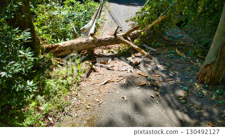 A fallen tree blocking a mountain road in Asahi Town, Toyama Prefecture A fallen tree blocking a mountain road in Asahi Town, Toyama Prefecture 130492127